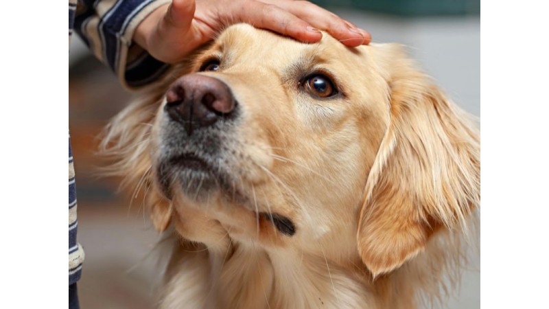 Zbliżenie na jasnego psa, podobnego do golden retrievera. Pies patrzy w górę spokojnymi, ciemnymi oczami. Na jego głowie spoczywa ludzka dłoń, która delikatnie go głaszcze. Pies wygląda na spokojnego i ufnego. W tle widać niewyraźne wnętrze, fot. canva